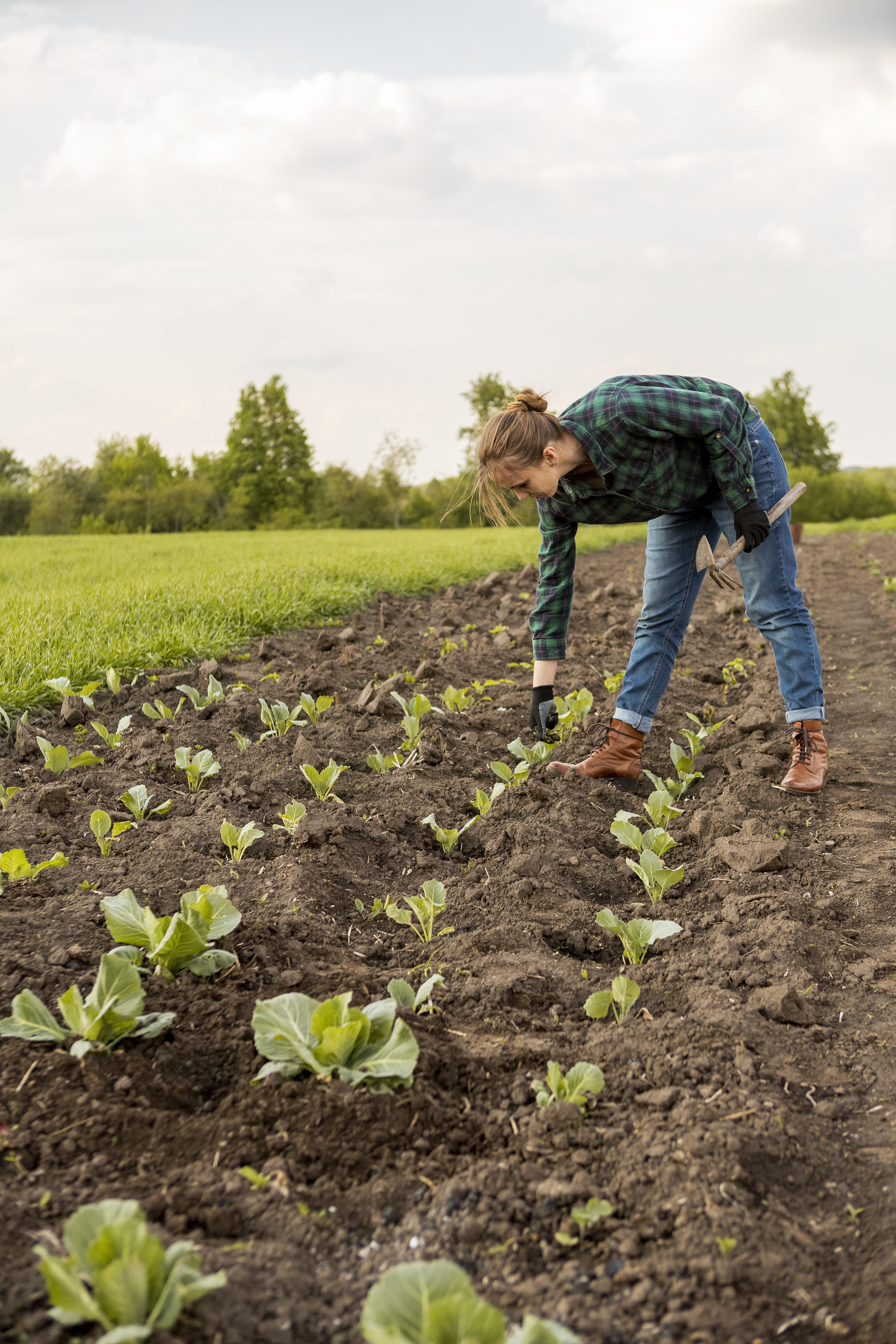 Agricultural worker stooping to tend crops in a field